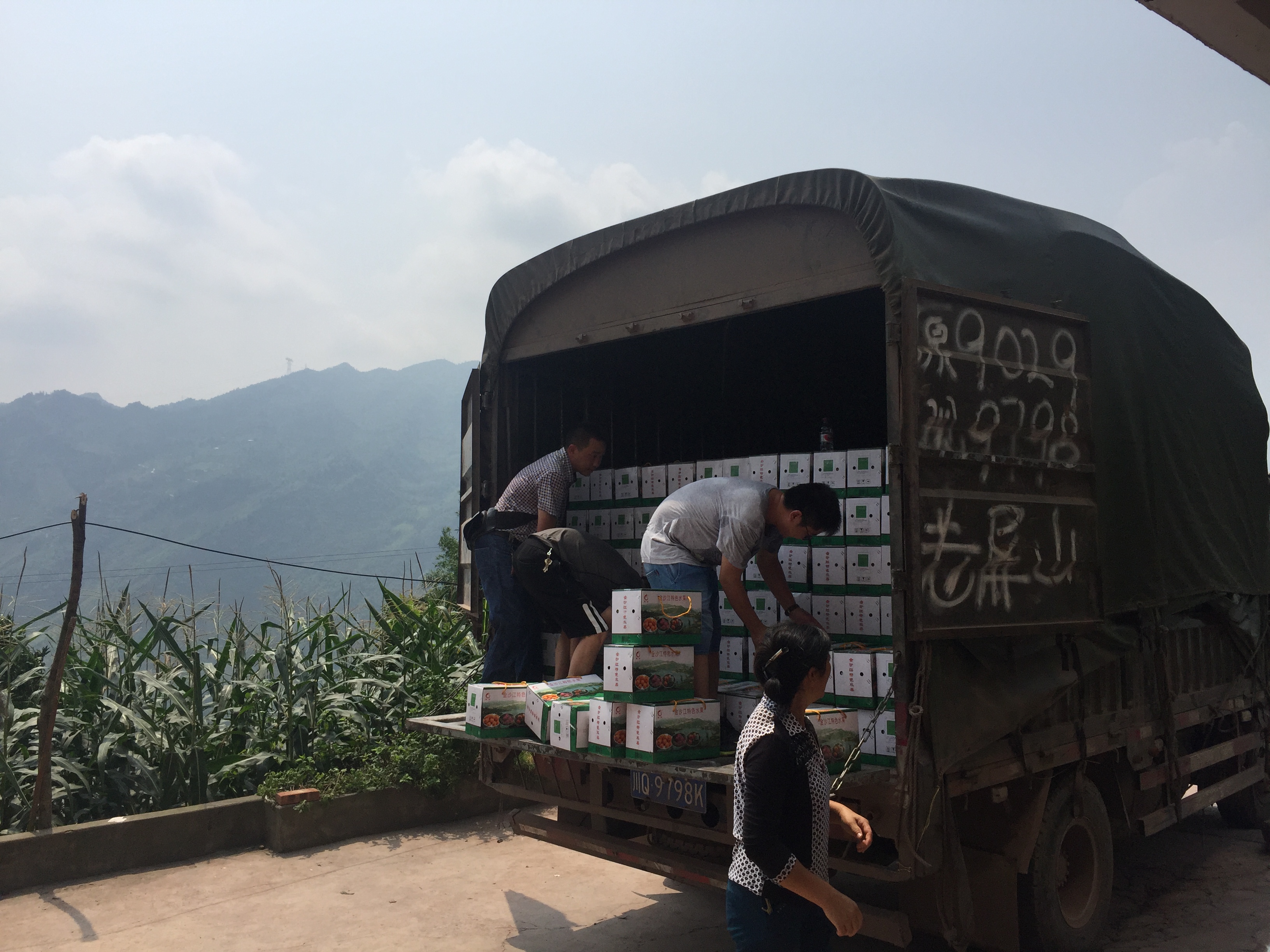 集團公司：愛心義購滯銷李  助力精準(zhǔn)扶貧